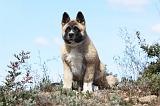 AKITA AMERICAIN 284